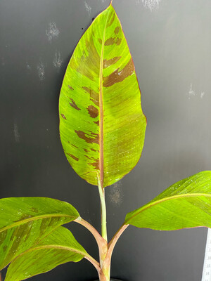 Banana - Super Red (Musa acuminata) 4"