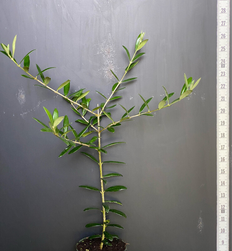 Olive - Arbequina (Olea europaea) 4&quot;
