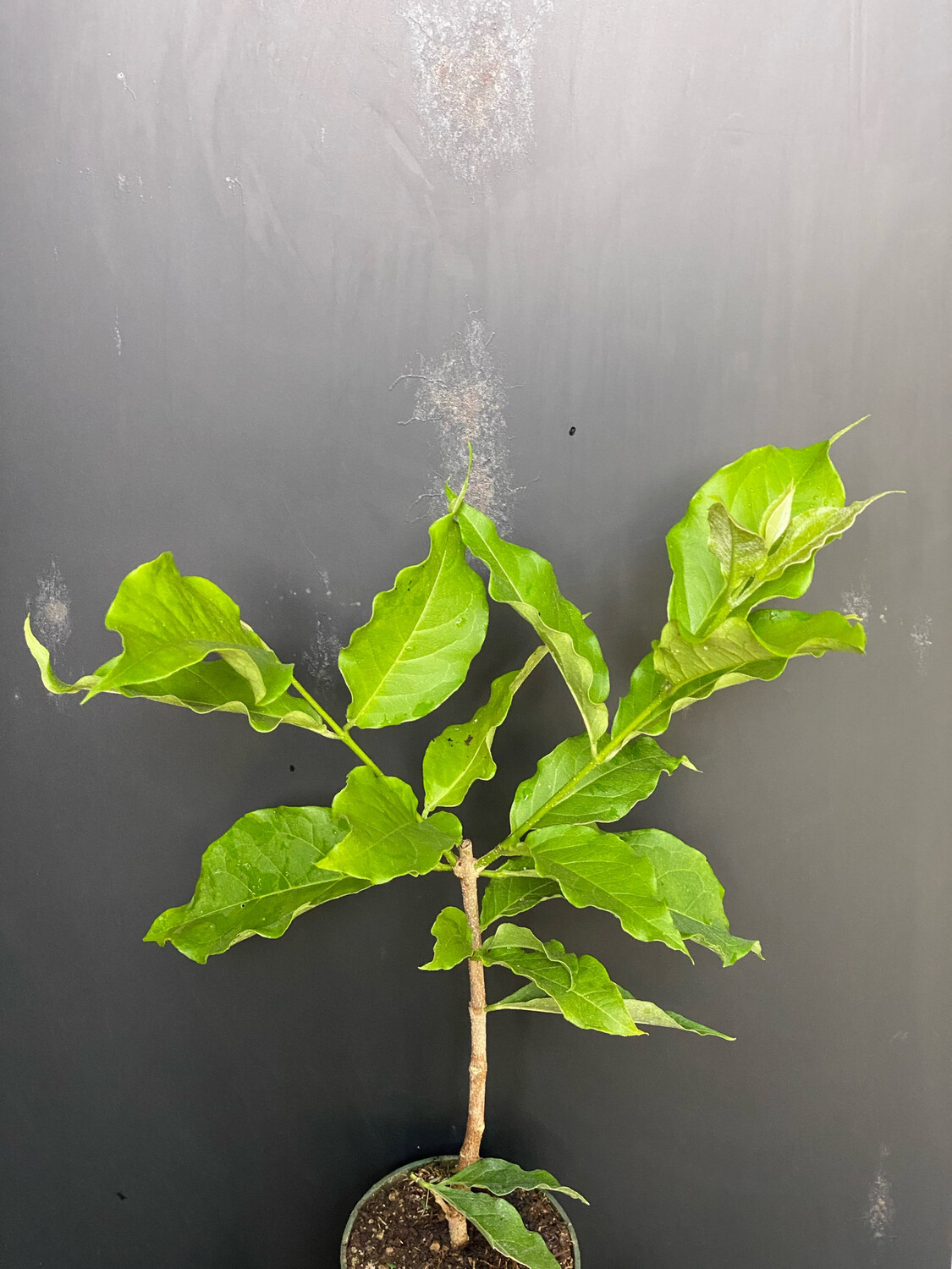 Peanut Butter Fruit (Bunchosia argentea) 4&quot;