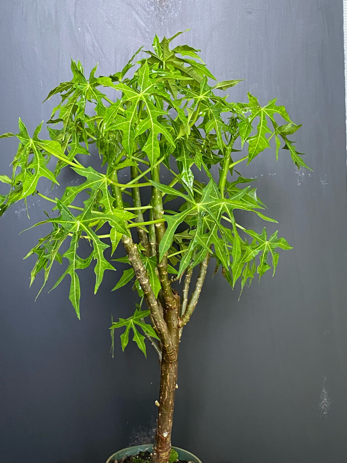 Chaya / Mayan Tree Spinach - Deep Lobed (Cnidoscolus aconitifolius) 4&quot;