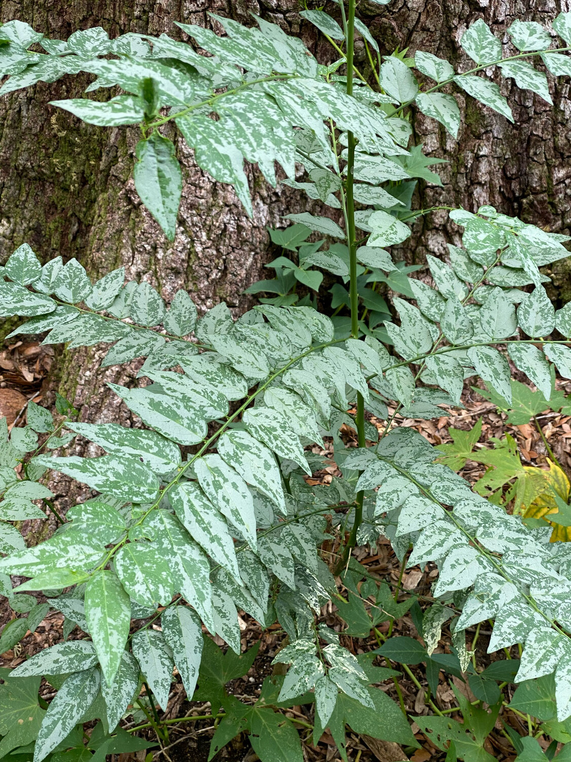 Katuk - Variegated (Sauropus androgynus) 4"