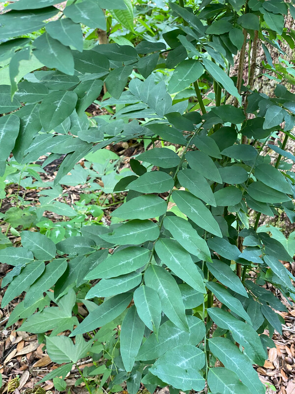 Katuk - Green (Sauropus androgynus) 1G