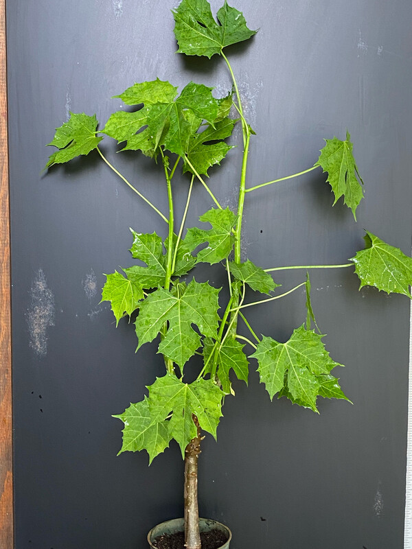 Chaya / Mayan Tree Spinach - Marabou (Cnidoscolus aconitifolius) 4&quot;