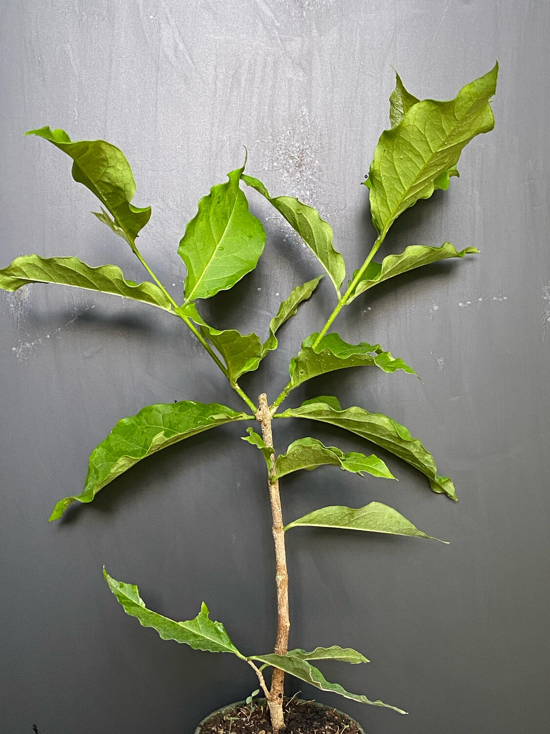 Peanut Butter Fruit (Bunchosia argentea) 4&quot;