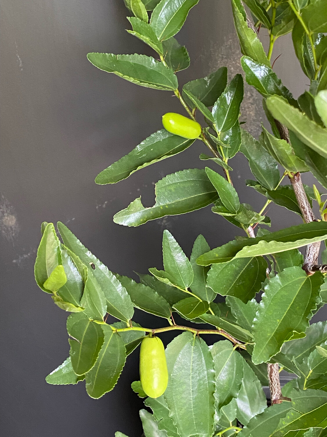 Jujube - 'Tiger Tooth' (Ziziphus jujuba) 3G Jujube - 'Tiger Tooth' (Ziziphus jujuba) 3G