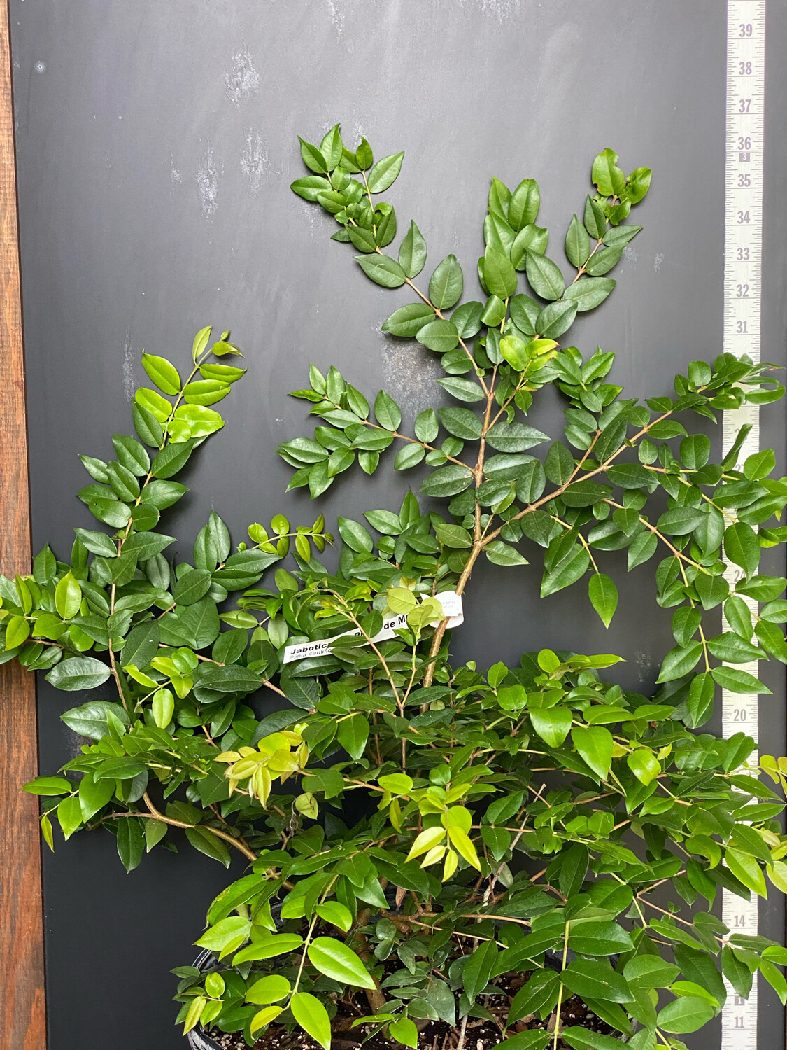 Jaboticaba Tree - Pingo de Mel (Myrciaria jaboticaba) 3G