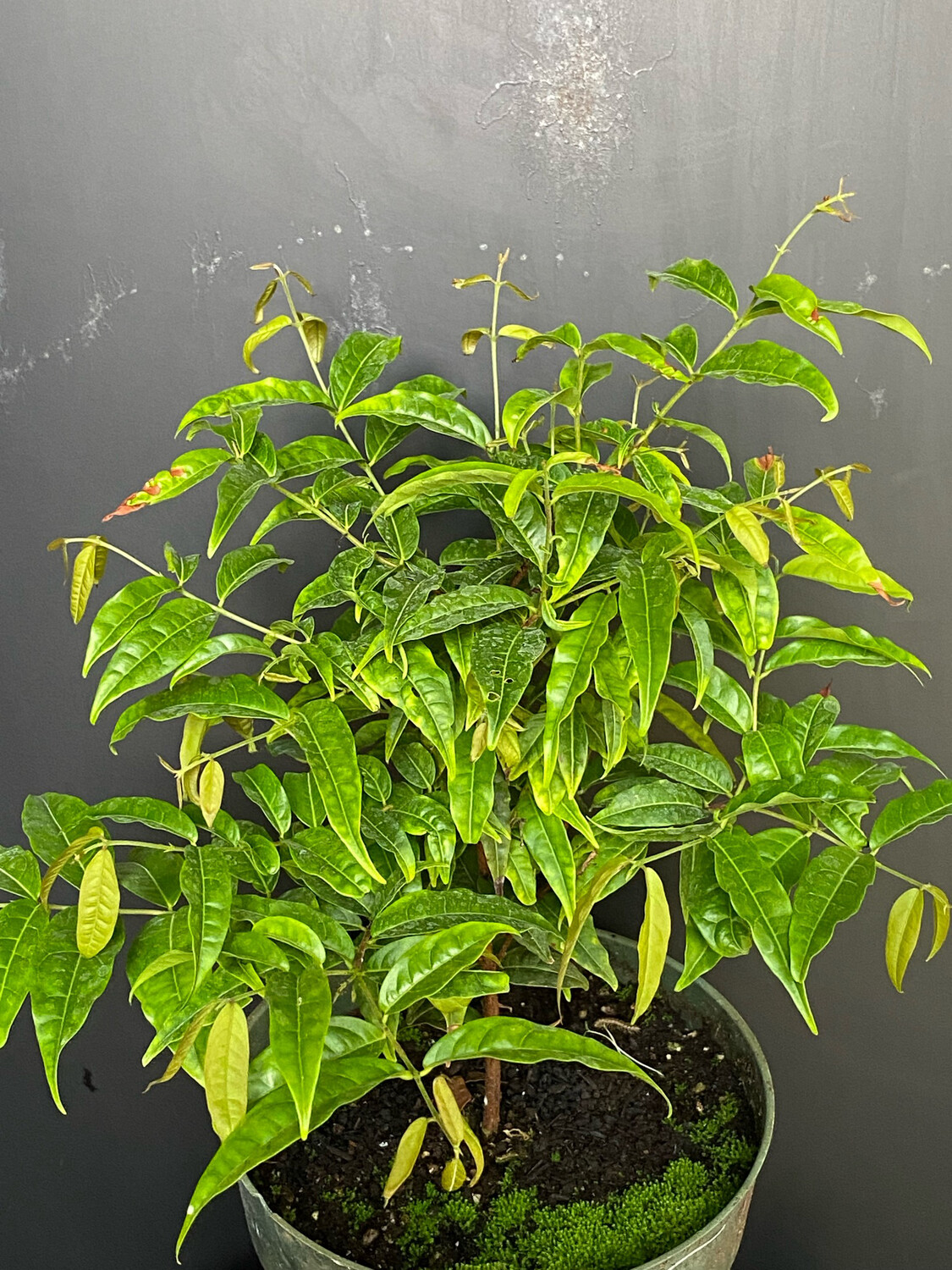 Sundrop/Guayabilla (Eugenia victoriana) 1G