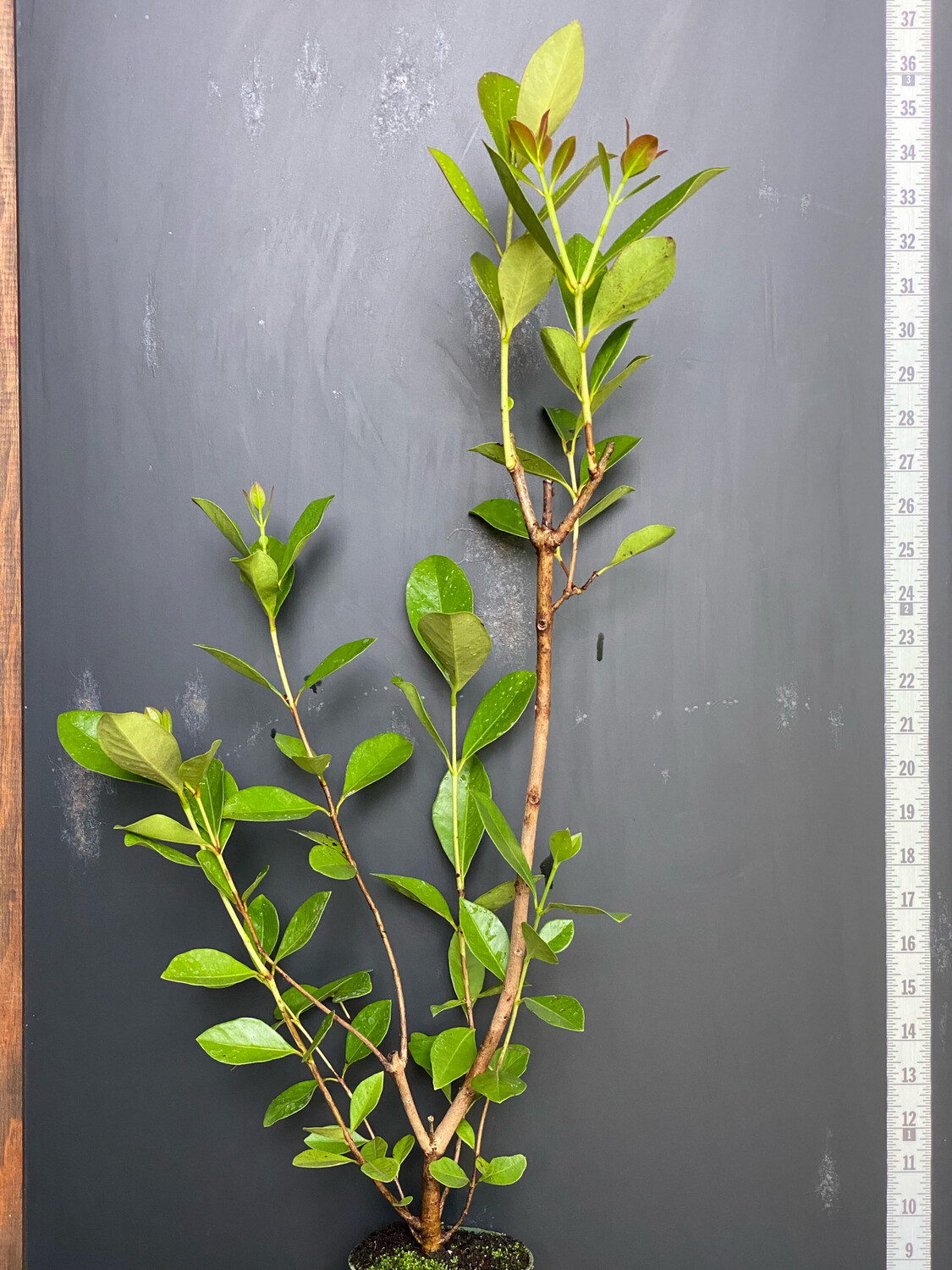 Guava - Lemon Cattley (Psidium cattleyanum) 4&quot;