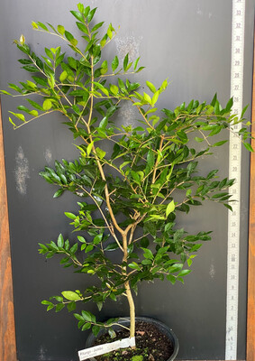 Cherry - Pitanga Jambo (Eugenia repanda) 2G