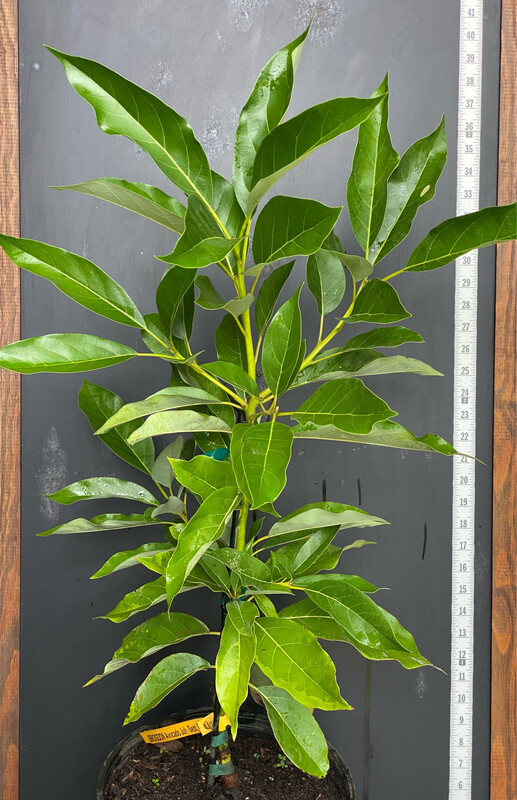 Avocado - &#39;Brogdon&#39;, Persea americana - 3G