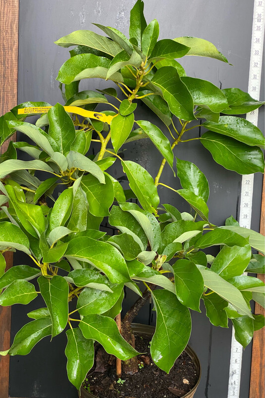 Avocado - 'Choquette', Persea americana - 3G