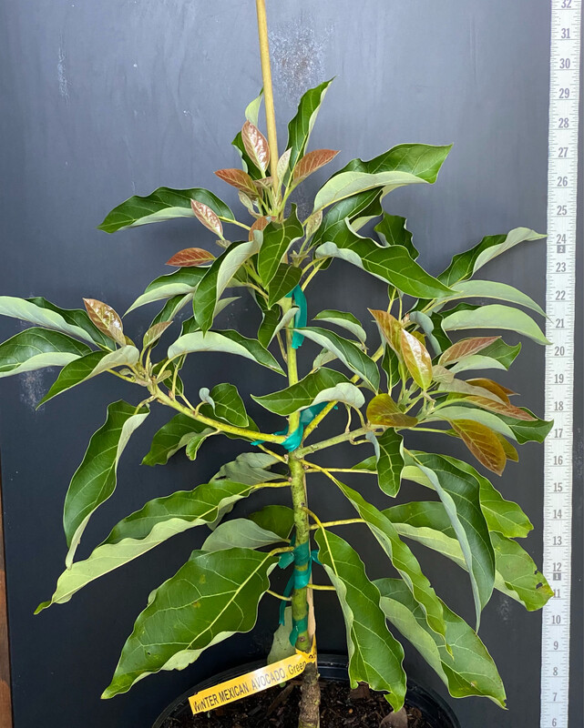 Avocado - &#39;Mexicola Winter&#39;, Persea americana - 3G