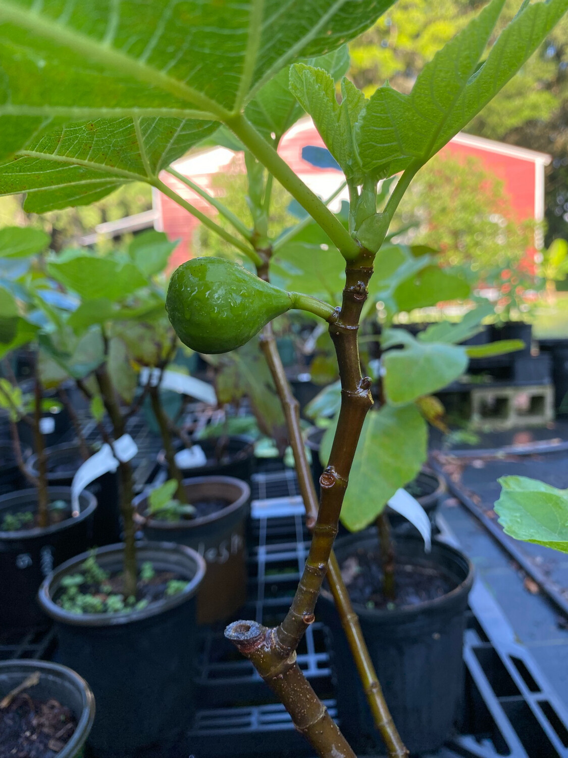 Fig - Ischia (Fica carica) 1G