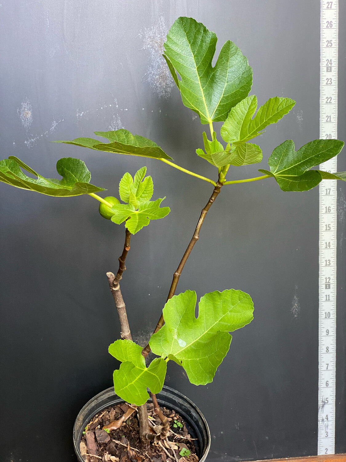 Fig - Ischia (Fica carica) 1G