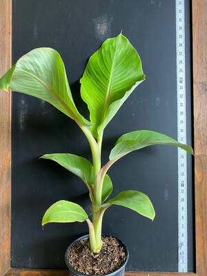 Banana - Dwarf Namwah (Musa hybrid) 1G