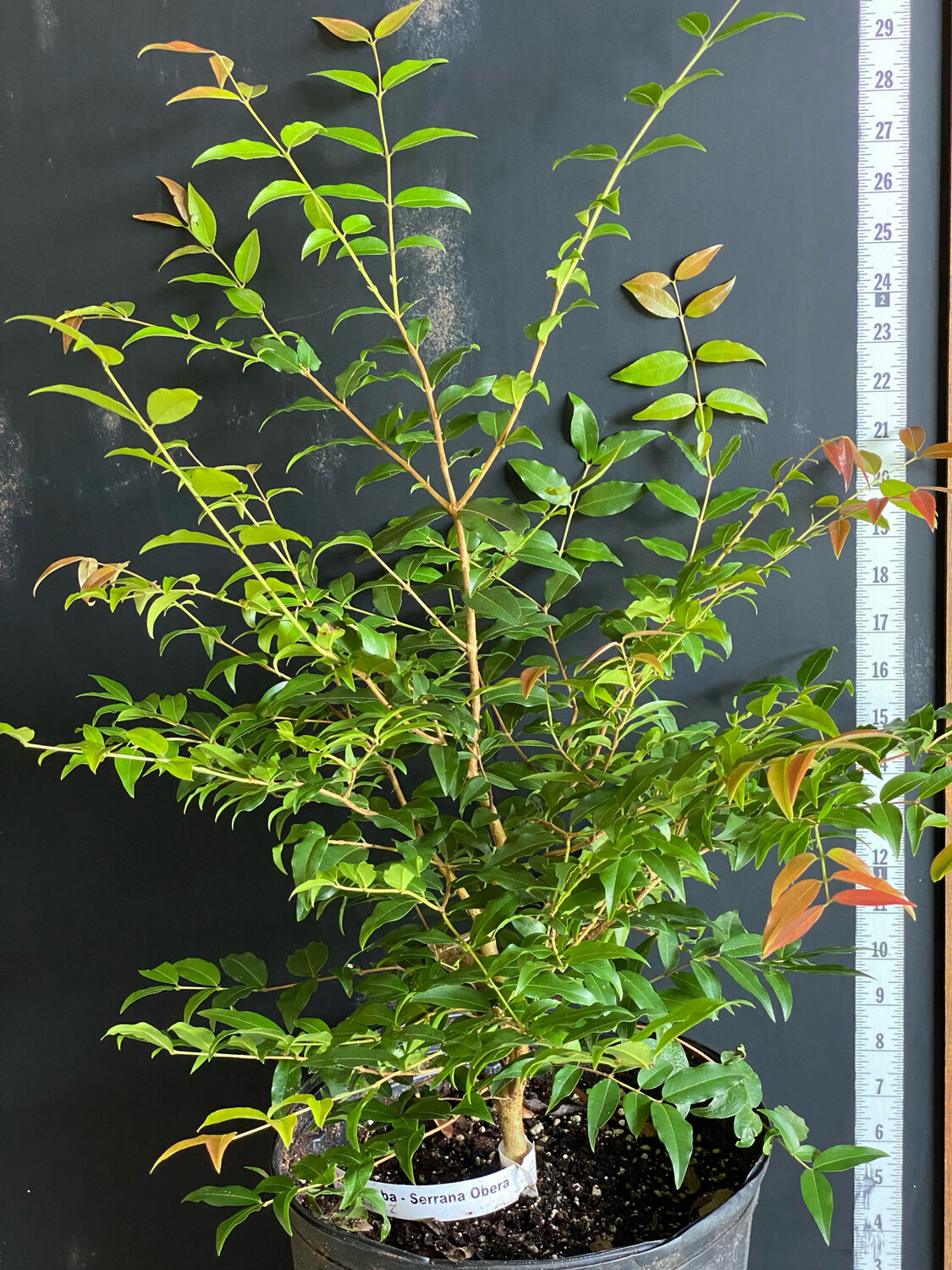 Jaboticaba Tree - Serrana de Obera (Plinia sp.) 3G