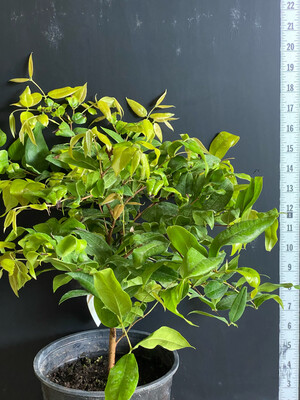 Jaboticaba Tree - Novak (Plinia phitrantha) 1G