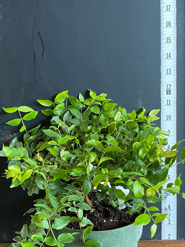 Jaboticaba Tree Grape - Branca INTA 2 (Plinia aureana) 1G