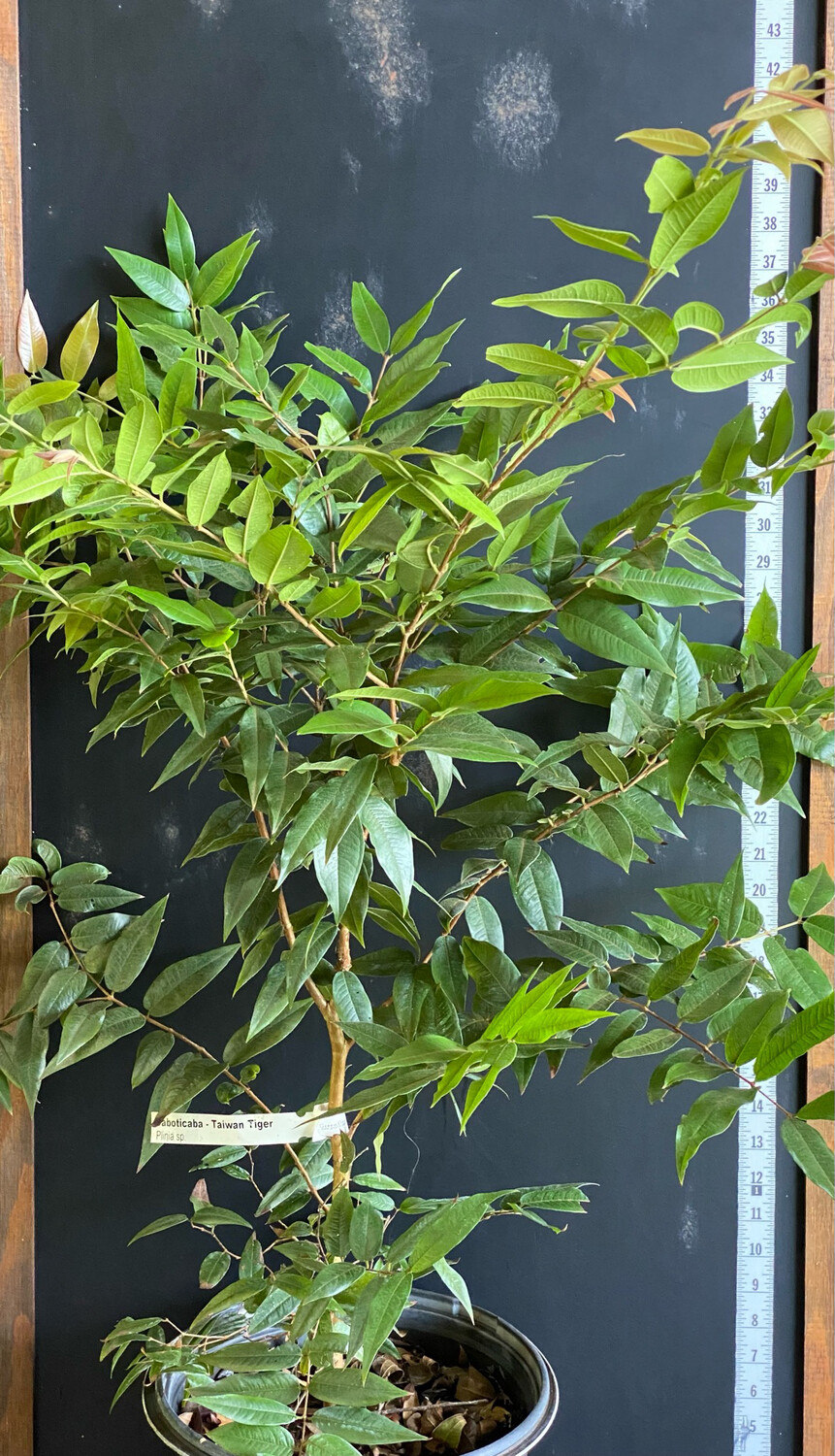 Jaboticaba Tree - Taiwan Tiger (Plinia phitanthra) 3G