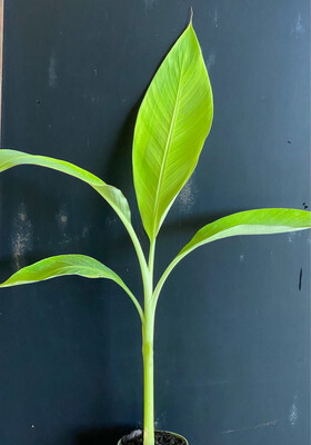Banana - Red Trunk Popoulu (Musa acuminata) 4"
