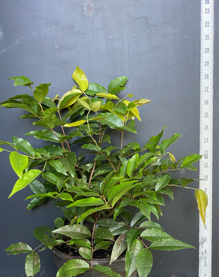 Jaboticaba Tree - Scarlet (Plinia cauliflora) 1G