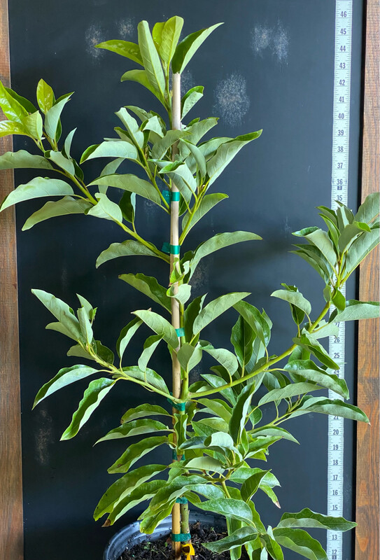 Avocado - &#39;Fantastic&#39;, Persea americana - 3G