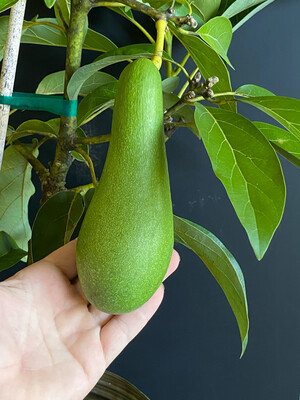 Avocado - 'Day', Persea americana - 3G