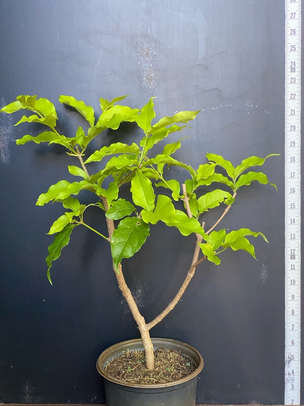 Peanut Butter Fruit (Bunchosia argentea) 1G