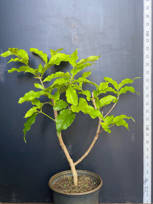 Peanut Butter Fruit (Bunchosia argentea) 1G