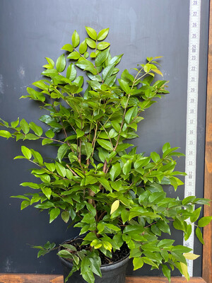 Jaboticaba Tree - Red (Plinia cauliflora) 1G