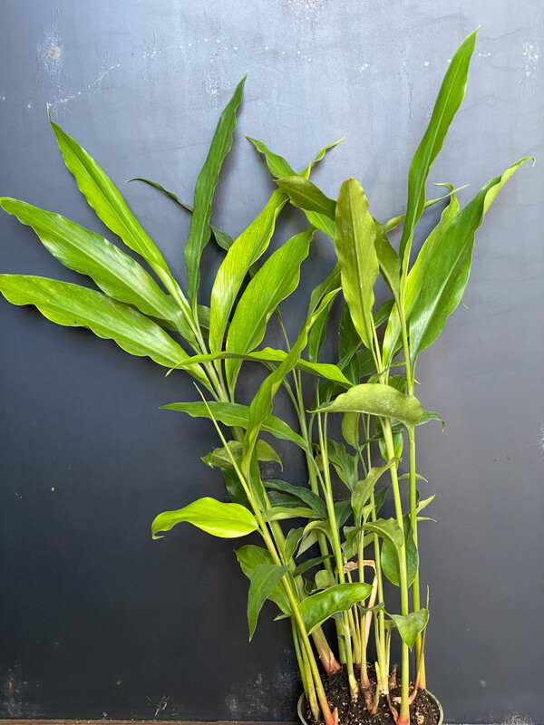 Ginger - 'Pink Perfection' (Alpinia hainanensis) 4"