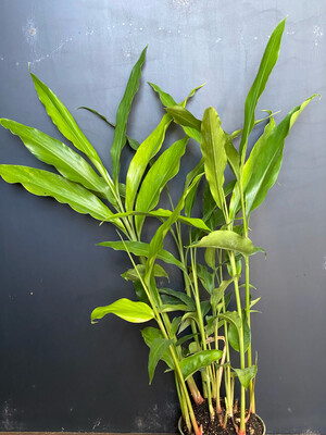 Ginger - 'Pink Perfection' (Alpinia hainanensis) 4"