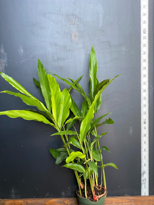Ginger - 'Pink Perfection' (Alpinia hainanensis) 4" Ginger - 'Pink Perfection' (Alpinia hainanensis) 4"