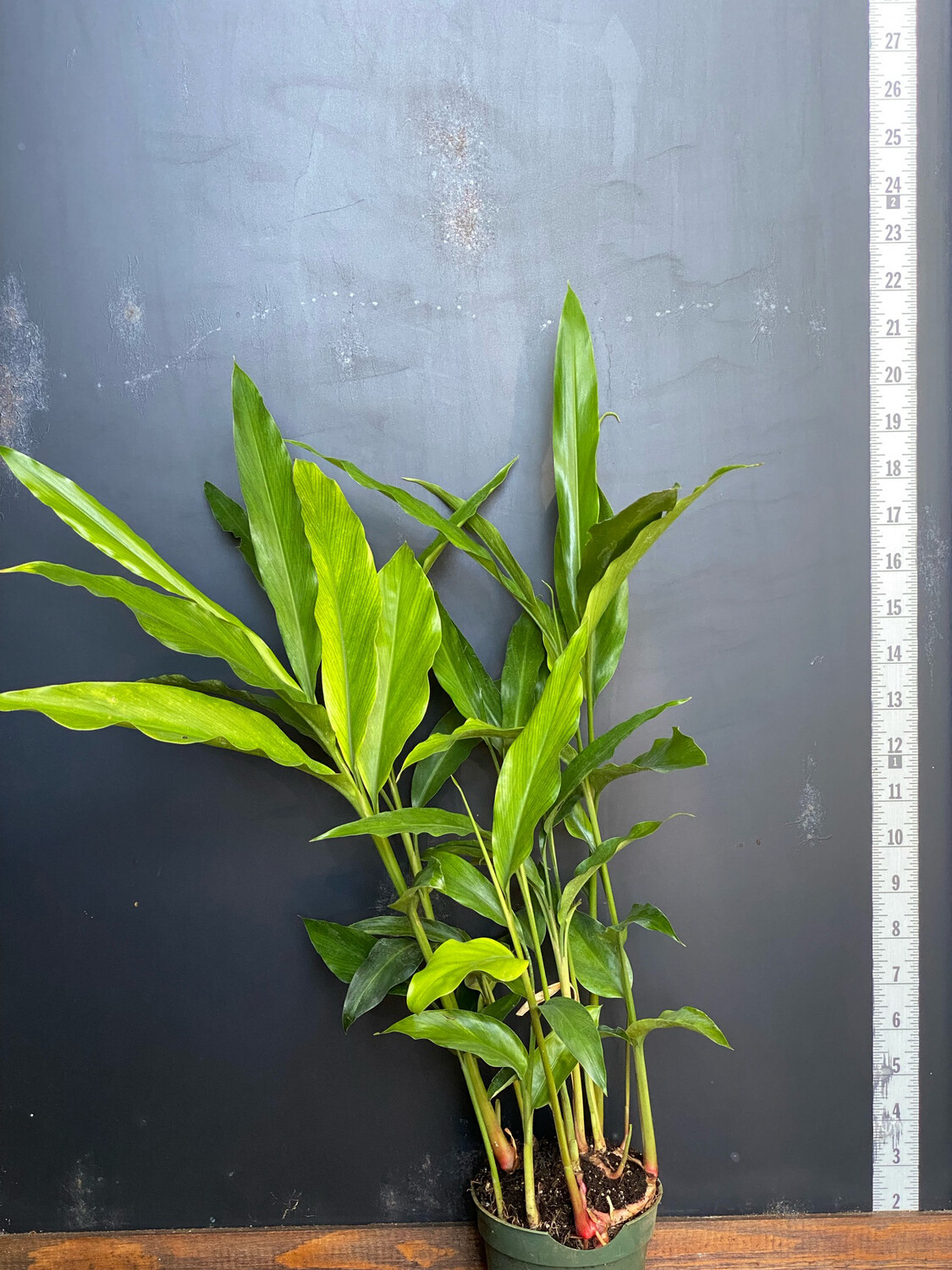 Ginger - 'Pink Perfection' (Alpinia hainanensis) 4" Ginger - 'Pink Perfection' (Alpinia hainanensis) 4"