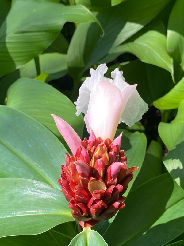 Ginger - 'Red Tower Spiral' (Costus barbatus) 3G Ginger - 'Red Tower Spiral' (Costus barbatus) 3G