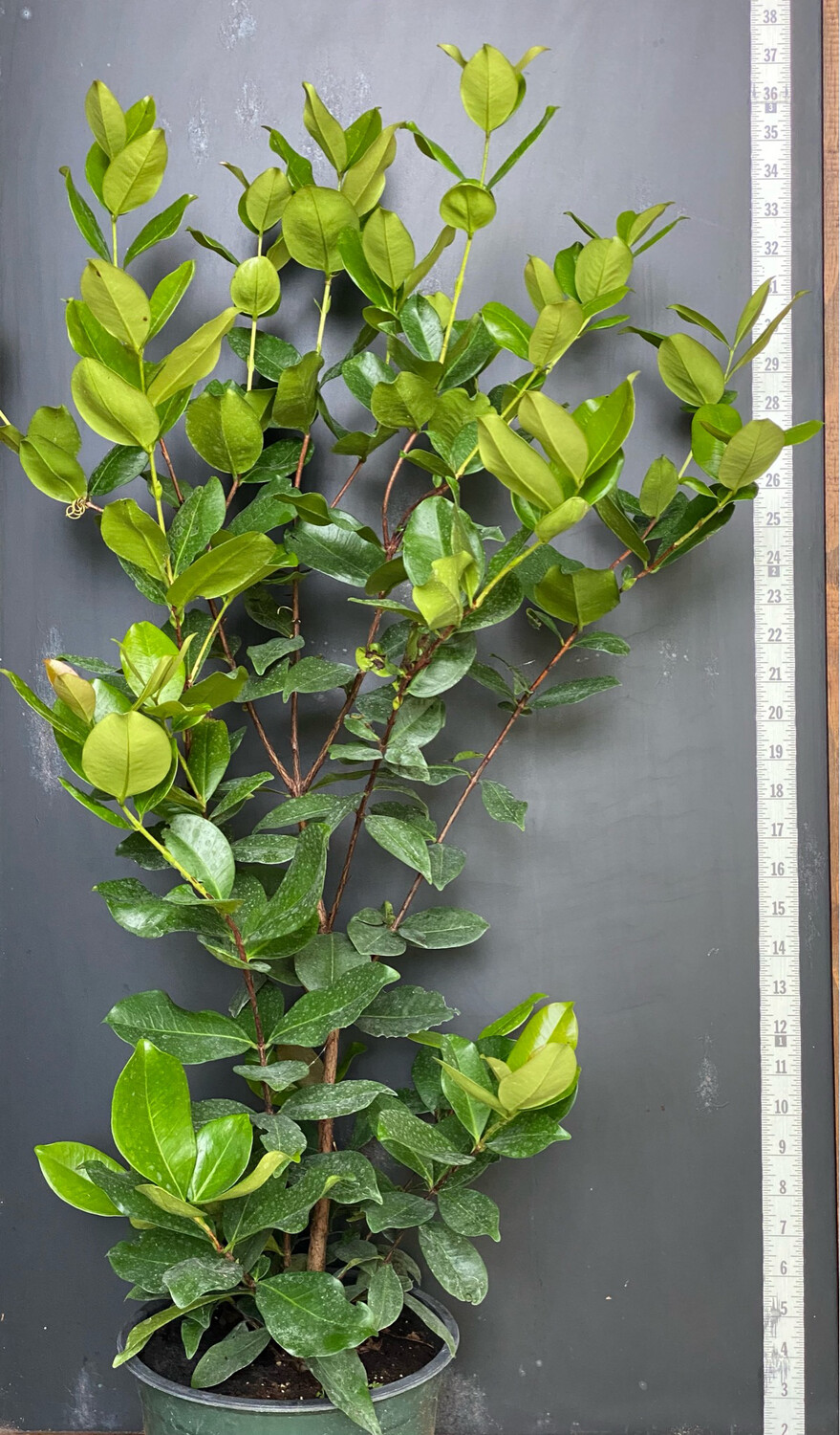 Cherry - Grumichama (Eugenia brasiliensis) 1G