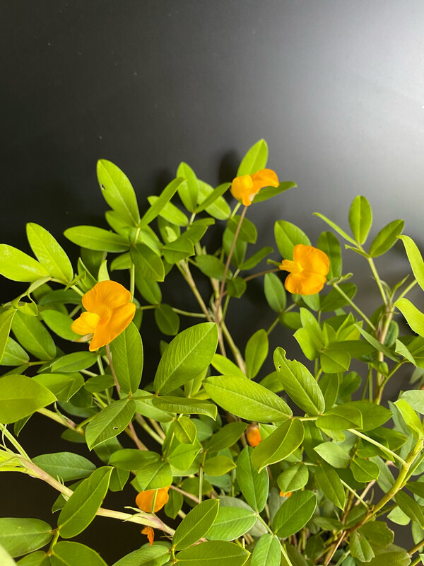 Perennial Peanut - Orange (Arachis glabrata) 4”