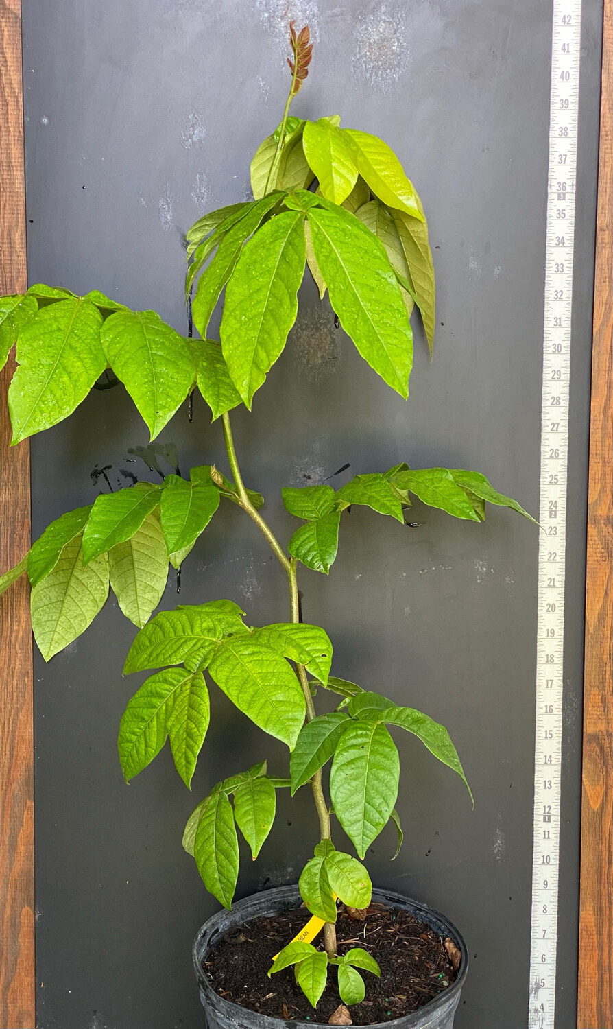 Ice Cream Bean Tree (Inga feuilleei) 3G