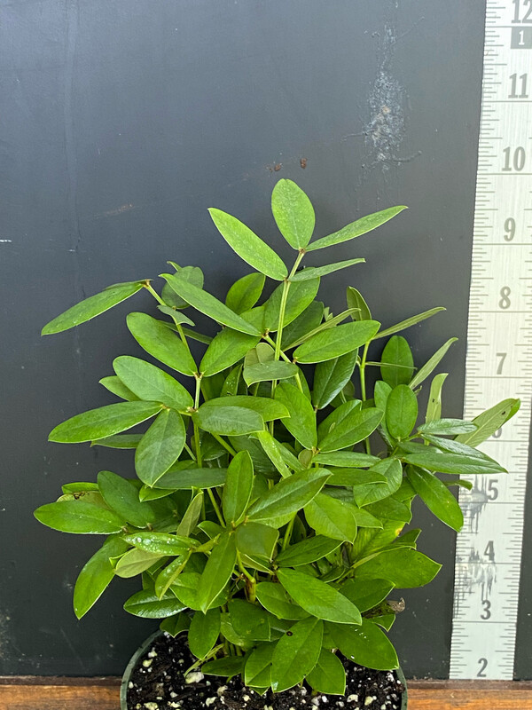 Perennial Peanut - Orange (Arachis glabrata) 4” Perennial Peanut - Orange (Arachis glabrata) 4”
