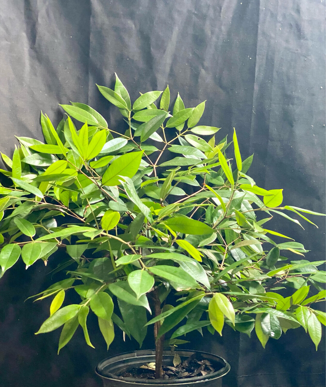 Cambuca (Plinia edulis) 3G