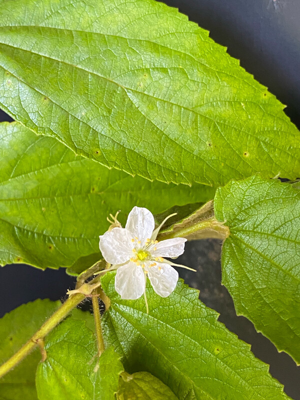 Strawberry tree - Red (Muntingia calabura) 3G