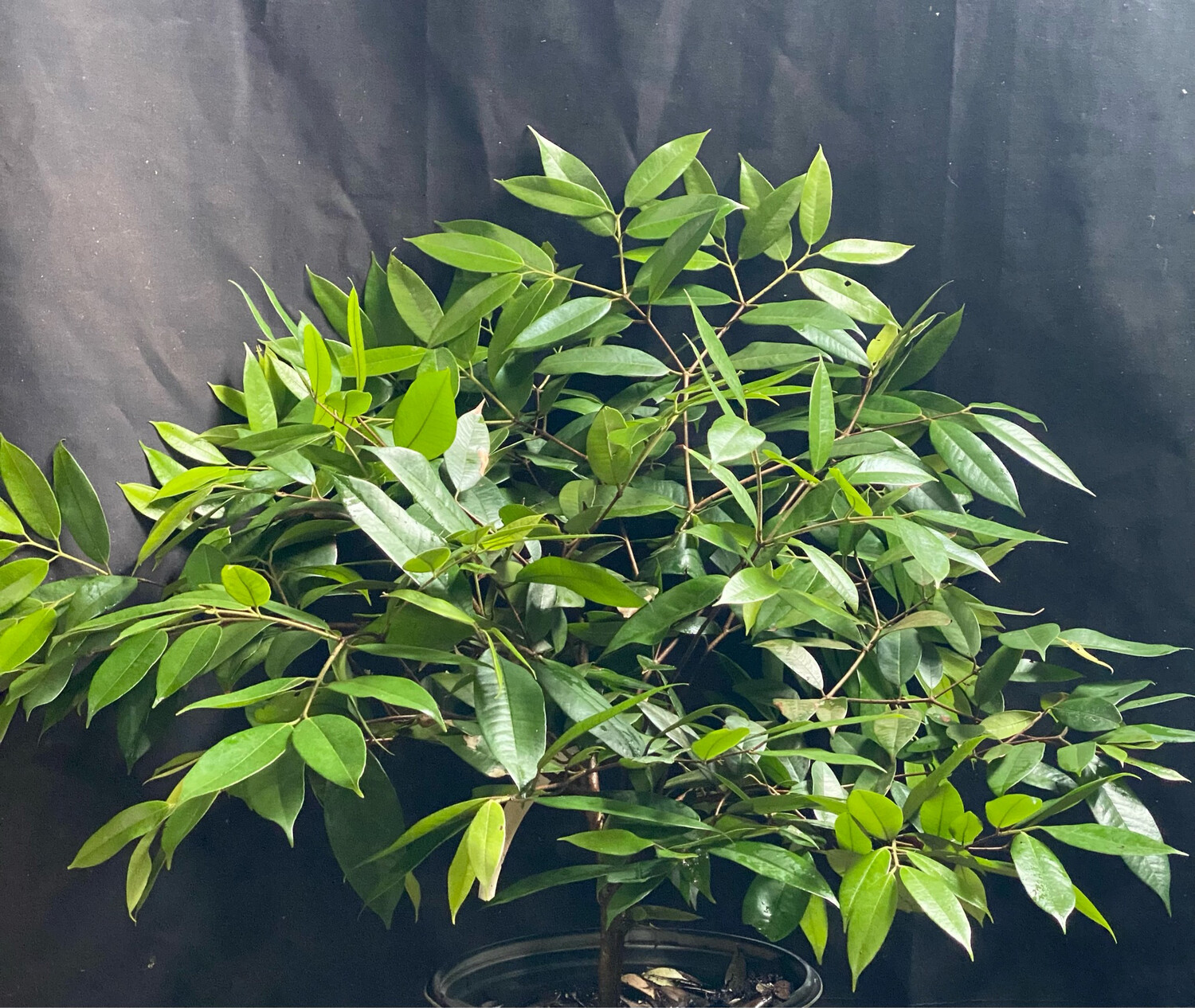 Cambuca (Plinia edulis) 3G