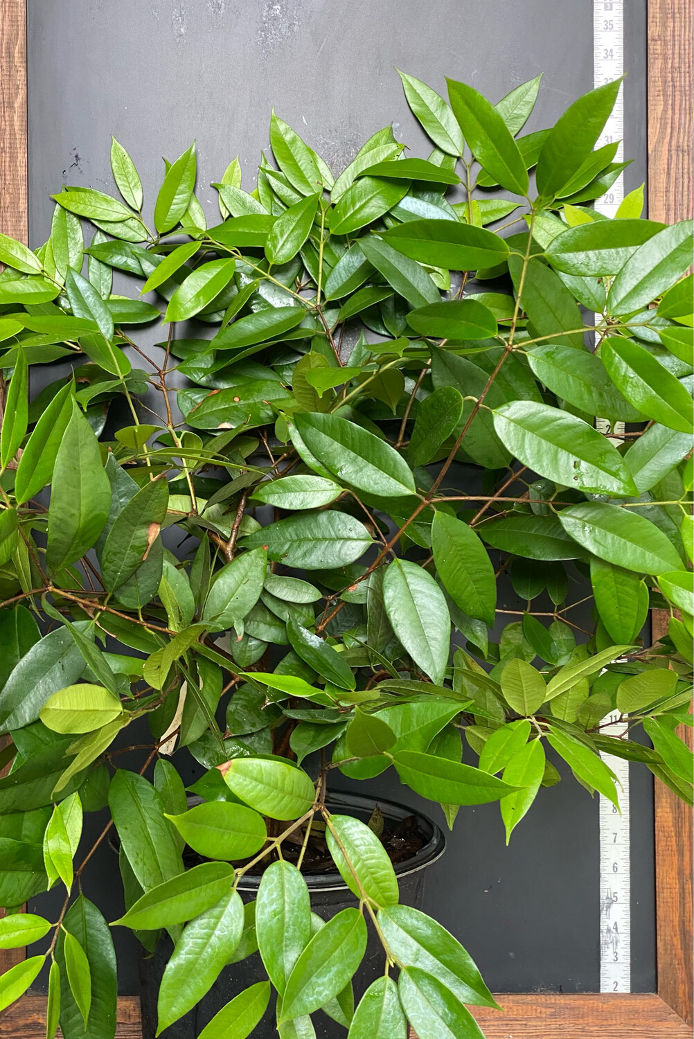 Cambuca (Plinia edulis) 3G