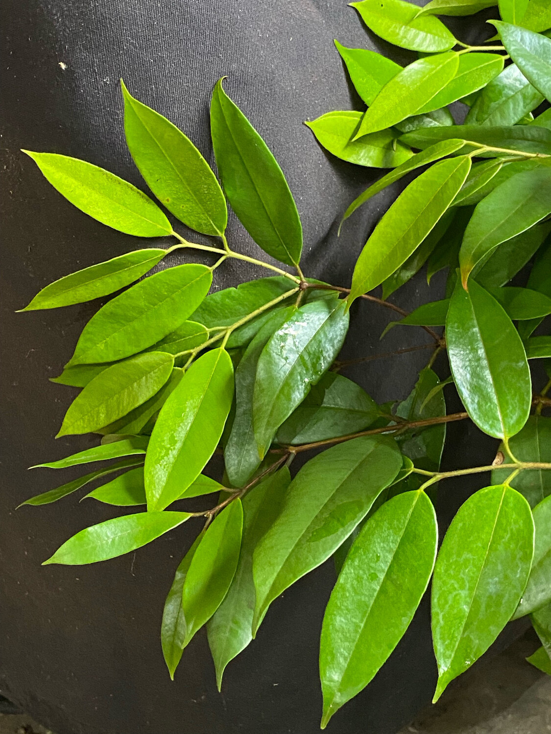 Cambuca (Plinia edulis) 3G