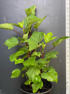 Hibiscus - Roselle (Hibiscus sabdariffa) Edible Leaf 2G
