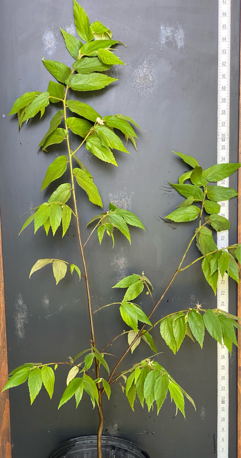 Strawberry tree - Red (Muntingia calabura) 3G