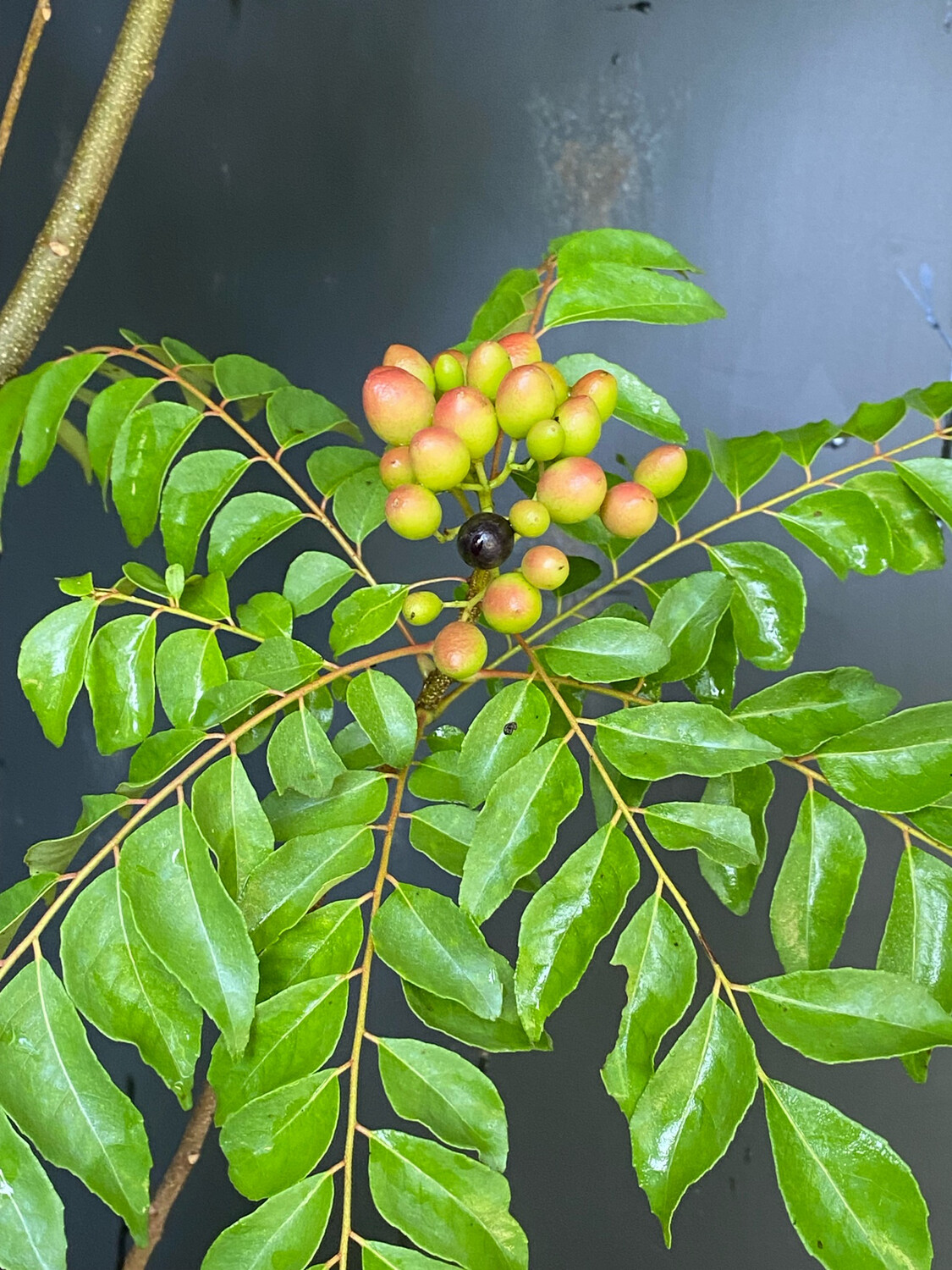 Curry Tree (Murraya koenigii) 4"