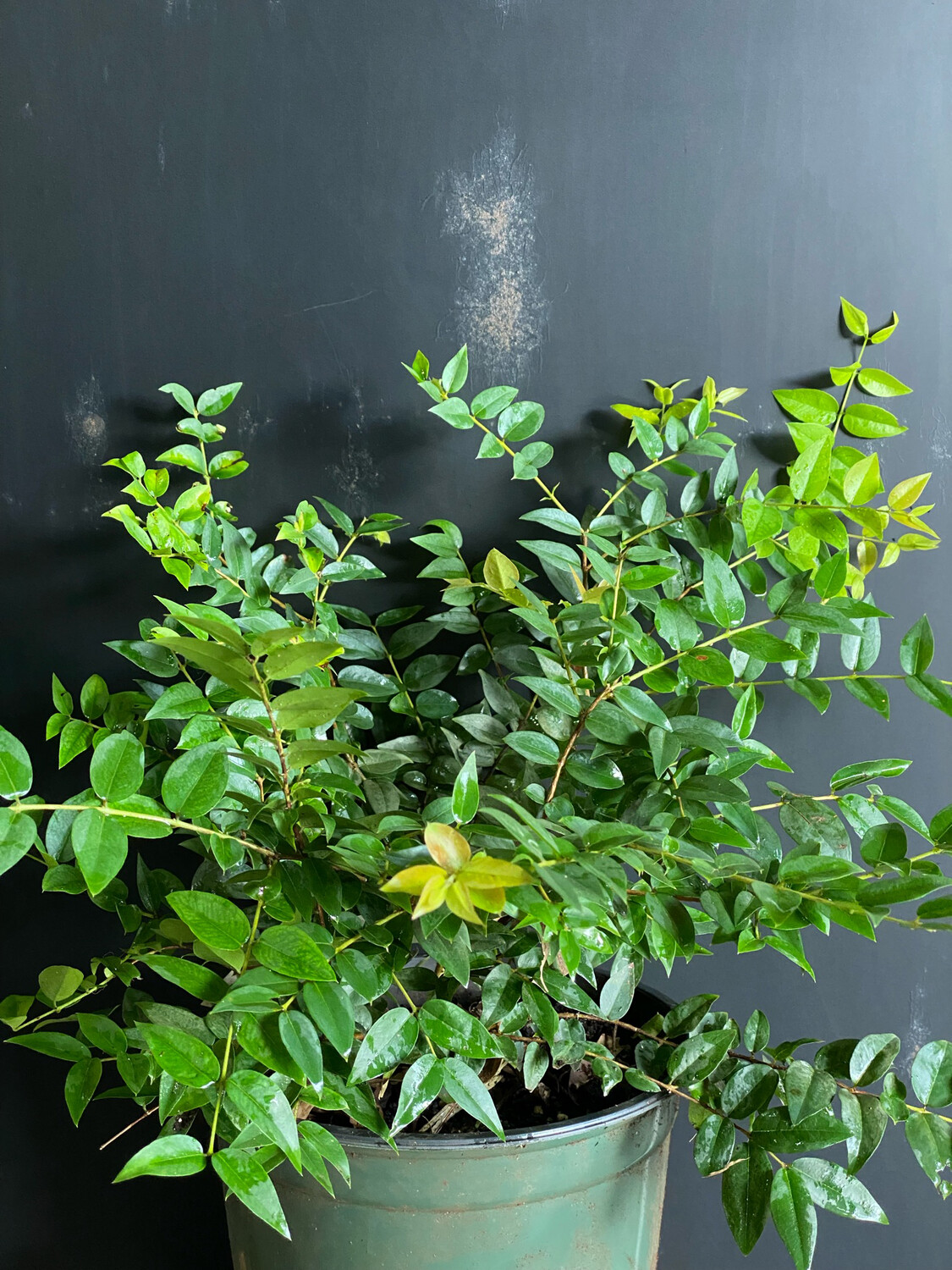 Jaboticaba Tree - Lujan (Plinia sp.) 1G