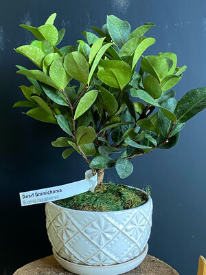 Bonsai - Cherry - Grumichama, Dwarf (Eugenia itaguahiensis)