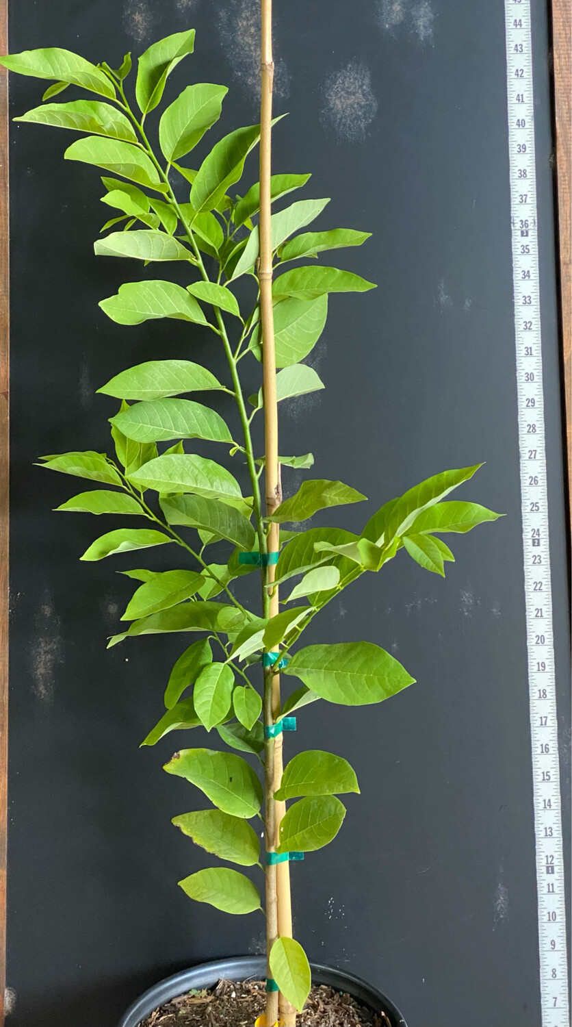 Taste the Tropics with 'Na Dai' Sugar Apple 🍏 Shop Now!